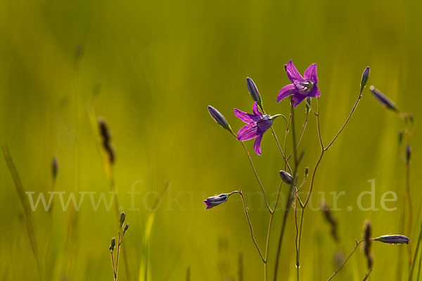 Wiesen-Glockenblume (Campanula patula)