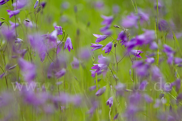 Wiesen-Glockenblume (Campanula patula)