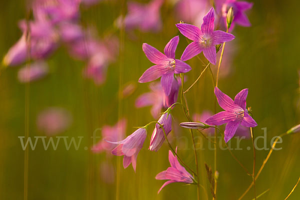 Wiesen-Glockenblume (Campanula patula)