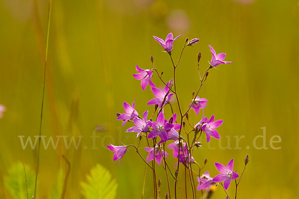 Wiesen-Glockenblume (Campanula patula)