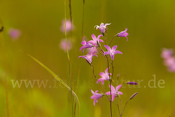 Wiesen-Glockenblume (Campanula patula)