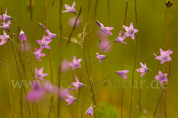 Wiesen-Glockenblume (Campanula patula)