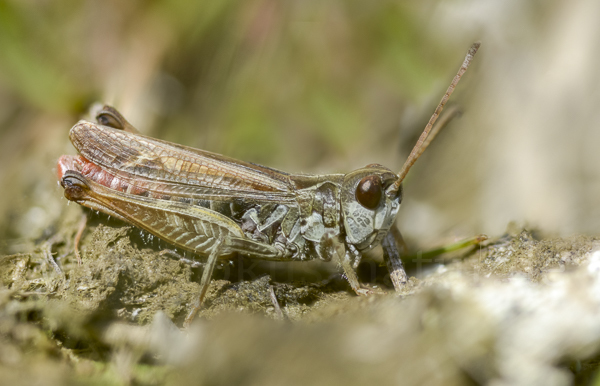 Wiesen-Grashüpfer (Chorthippus dorsatus)