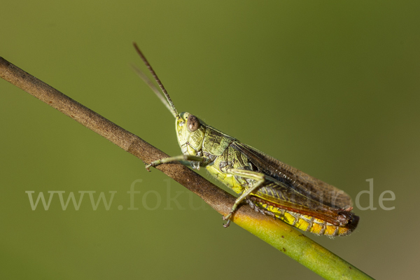 Wiesen-Grashüpfer (Chorthippus dorsatus)