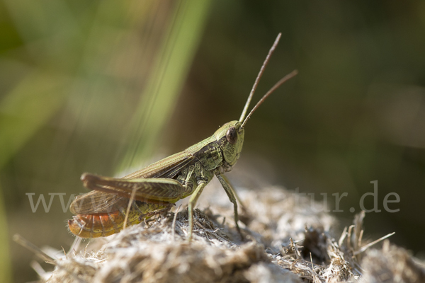 Wiesen-Grashüpfer (Chorthippus dorsatus)