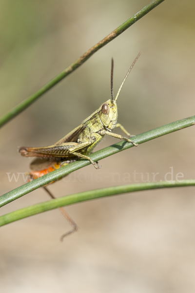 Wiesen-Grashüpfer (Chorthippus dorsatus)