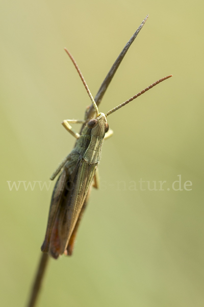 Wiesen-Grashüpfer (Chorthippus dorsatus)