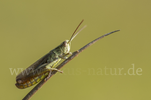 Wiesen-Grashüpfer (Chorthippus dorsatus)