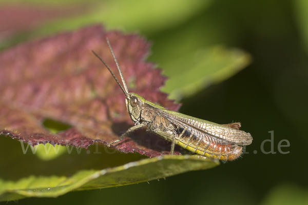 Wiesen-Grashüpfer (Chorthippus dorsatus)