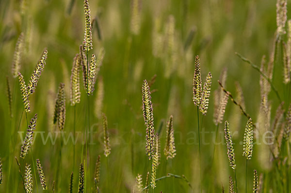 Wiesen-Kammgras (Cynosurus cristatus)