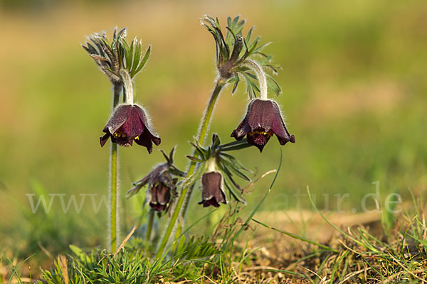 Wiesen-Kuhschelle (Pulsatilla pratensis)