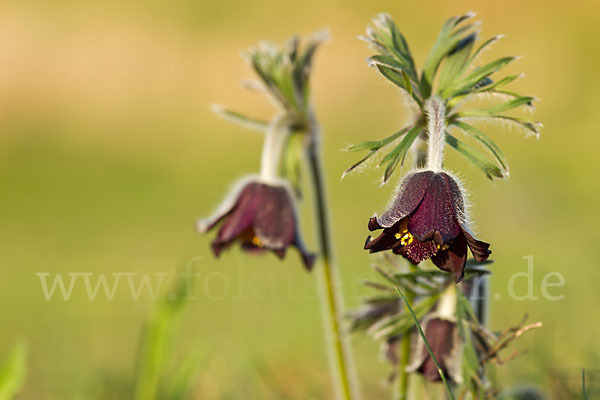 Wiesen-Kuhschelle (Pulsatilla pratensis)