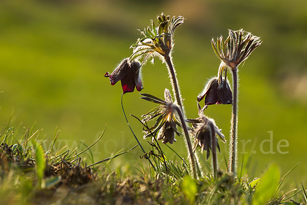 Wiesen-Kuhschelle (Pulsatilla pratensis)