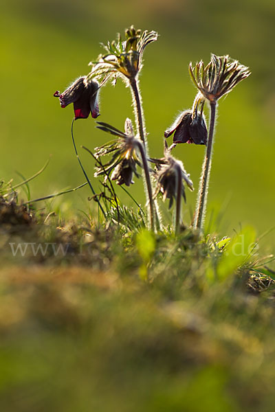 Wiesen-Kuhschelle (Pulsatilla pratensis)