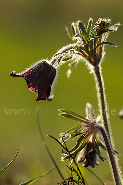 Wiesen-Kuhschelle (Pulsatilla pratensis)