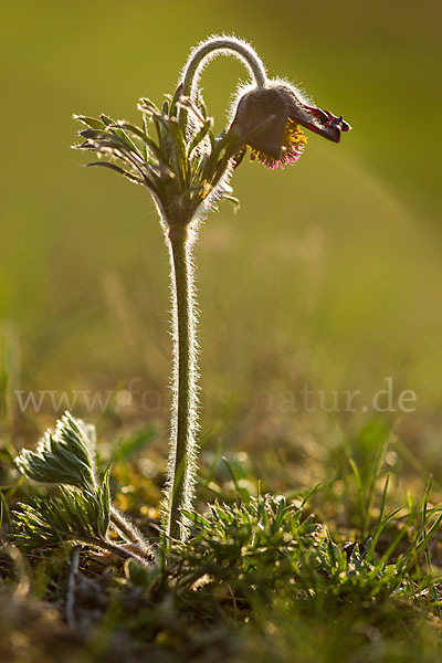 Wiesen-Kuhschelle (Pulsatilla pratensis)