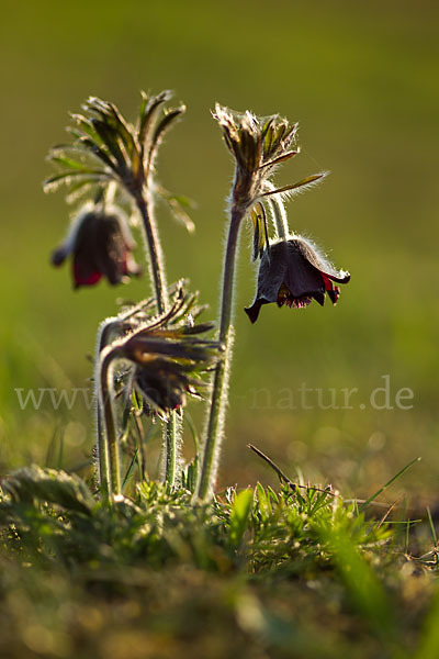 Wiesen-Kuhschelle (Pulsatilla pratensis)