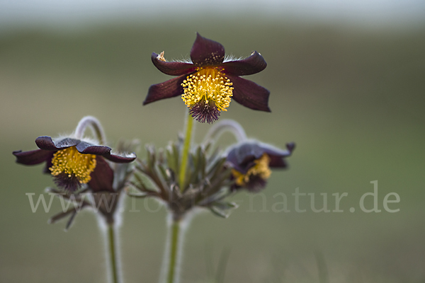 Wiesen-Kuhschelle (Pulsatilla pratensis)