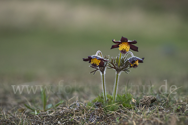 Wiesen-Kuhschelle (Pulsatilla pratensis)