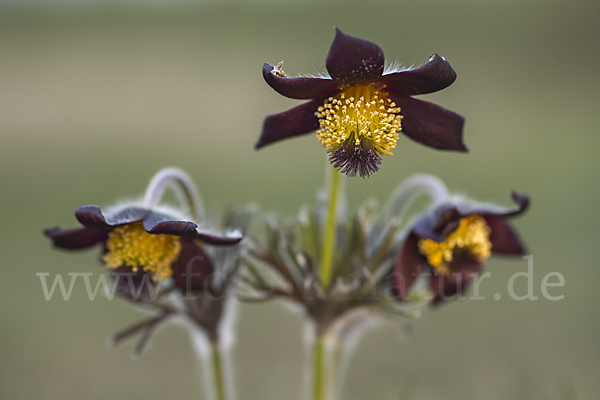 Wiesen-Kuhschelle (Pulsatilla pratensis)