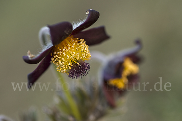 Wiesen-Kuhschelle (Pulsatilla pratensis)