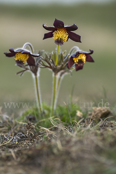 Wiesen-Kuhschelle (Pulsatilla pratensis)