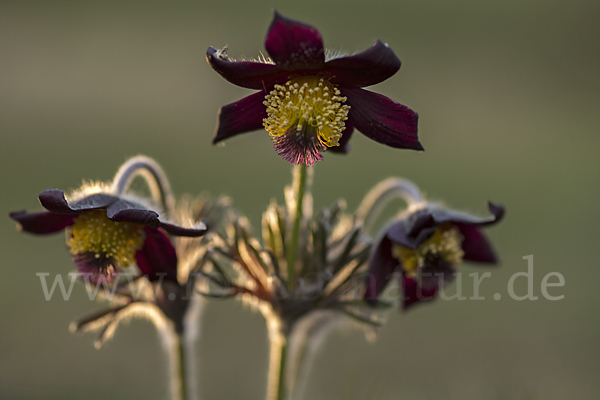 Wiesen-Kuhschelle (Pulsatilla pratensis)