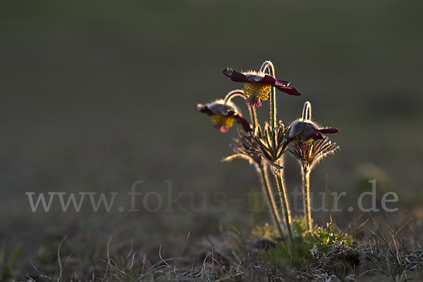 Wiesen-Kuhschelle (Pulsatilla pratensis)