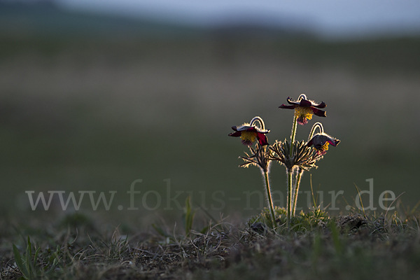 Wiesen-Kuhschelle (Pulsatilla pratensis)