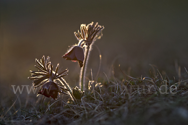 Wiesen-Kuhschelle (Pulsatilla pratensis)