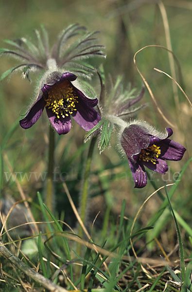 Wiesen-Kuhschelle (Pulsatilla pratensis)