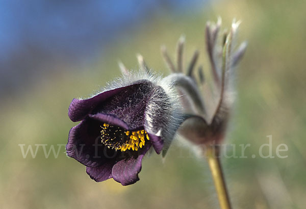 Wiesen-Kuhschelle (Pulsatilla pratensis)