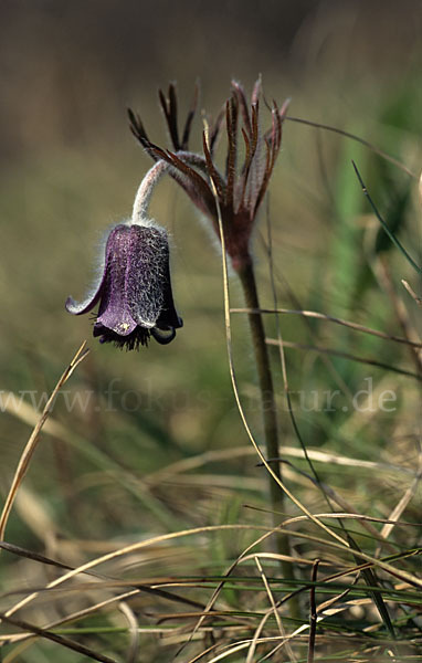 Wiesen-Kuhschelle (Pulsatilla pratensis)