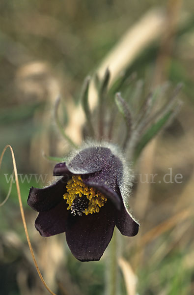 Wiesen-Kuhschelle (Pulsatilla pratensis)