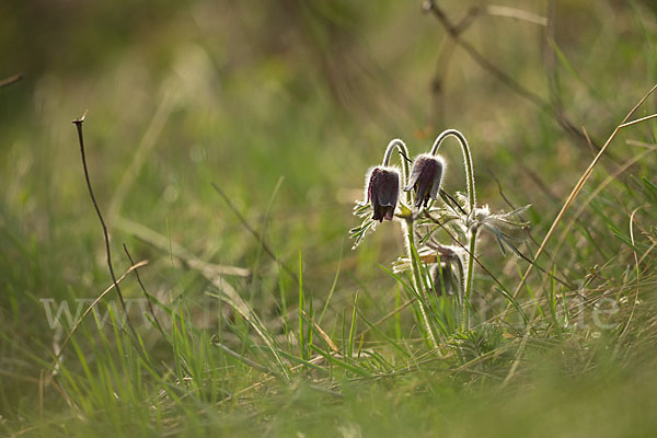 Wiesen-Kuhschelle (Pulsatilla pratensis)