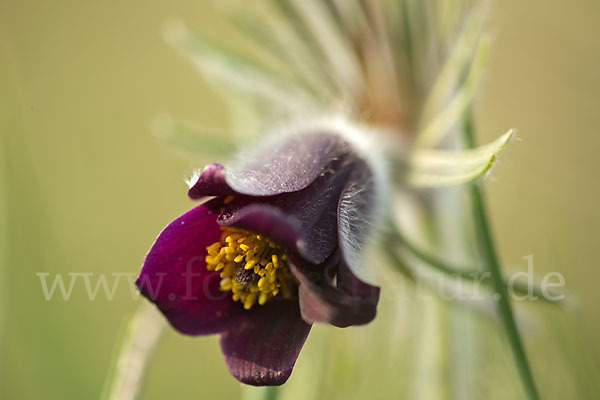 Wiesen-Kuhschelle (Pulsatilla pratensis)