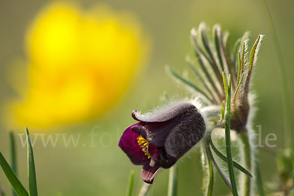 Wiesen-Kuhschelle (Pulsatilla pratensis)