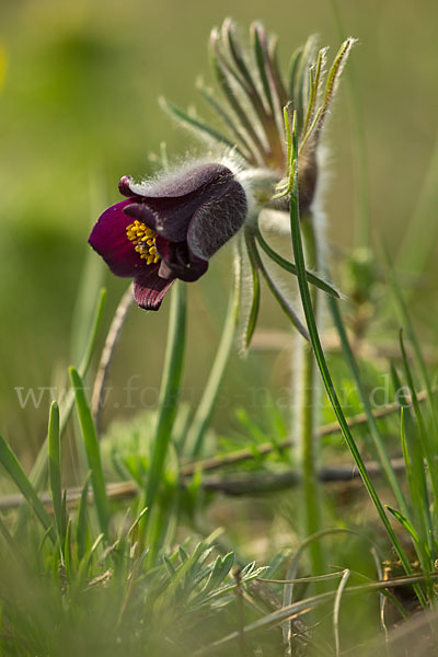 Wiesen-Kuhschelle (Pulsatilla pratensis)