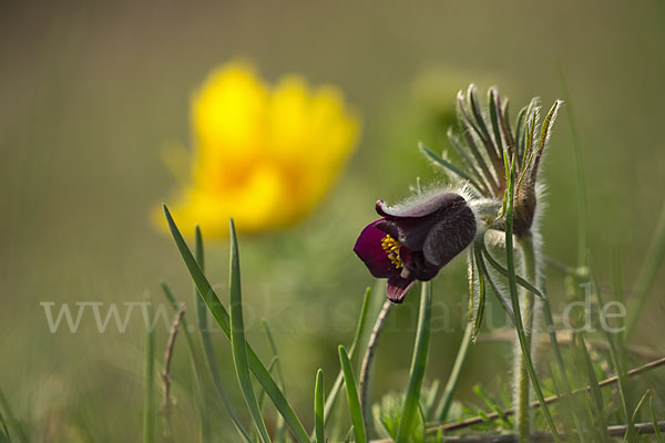 Wiesen-Kuhschelle (Pulsatilla pratensis)