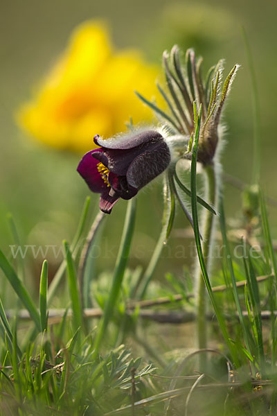 Wiesen-Kuhschelle (Pulsatilla pratensis)