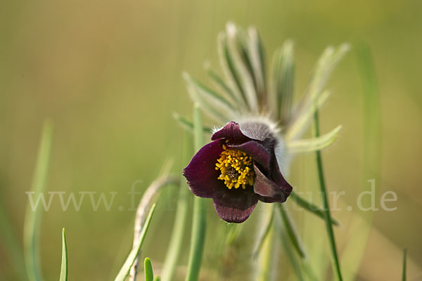 Wiesen-Kuhschelle (Pulsatilla pratensis)