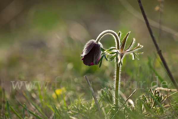 Wiesen-Kuhschelle (Pulsatilla pratensis)