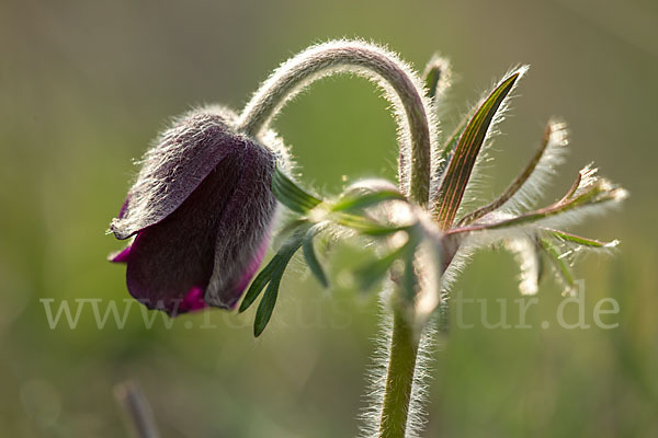 Wiesen-Kuhschelle (Pulsatilla pratensis)