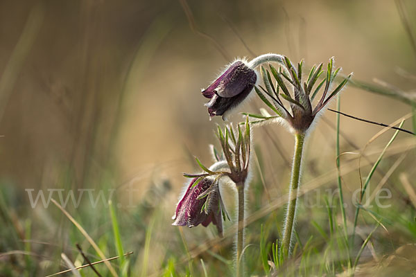 Wiesen-Kuhschelle (Pulsatilla pratensis)
