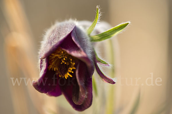 Wiesen-Kuhschelle (Pulsatilla pratensis)