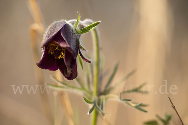 Wiesen-Kuhschelle (Pulsatilla pratensis)