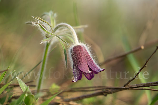 Wiesen-Kuhschelle (Pulsatilla pratensis)