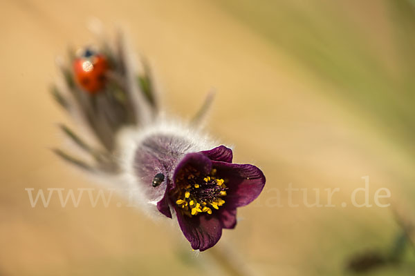 Wiesen-Kuhschelle (Pulsatilla pratensis)