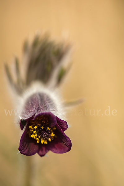 Wiesen-Kuhschelle (Pulsatilla pratensis)