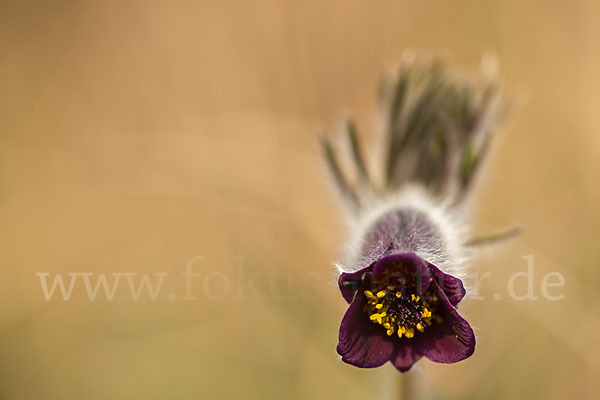 Wiesen-Kuhschelle (Pulsatilla pratensis)